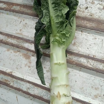 甘肃省高原夏菜总代理