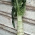 甘肃省高原夏菜总代理