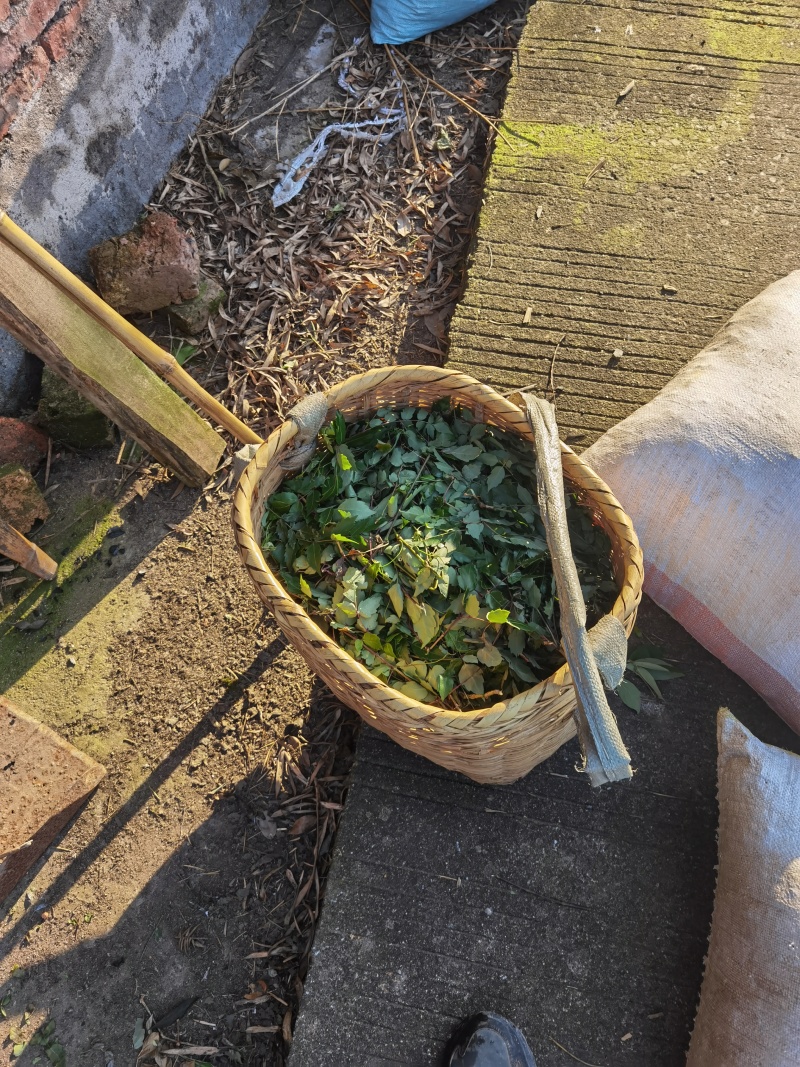 野生藤茶