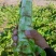 甘肃省高原夏菜总代理