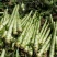 甘肃省高原夏菜总代理