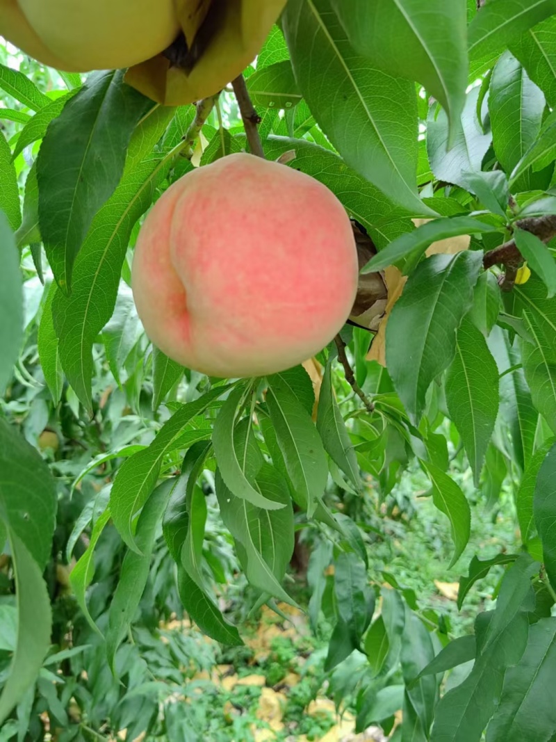 突围仙桃马上成熟上市了