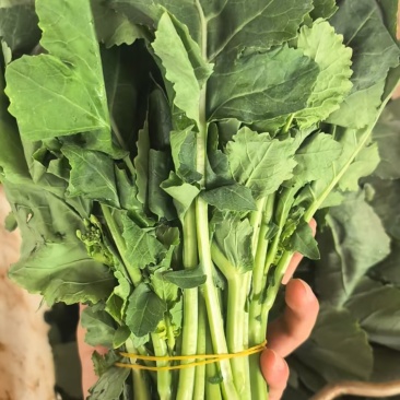 板蓝根青菜，产地直发，大量有货，欢迎各位老板咨询采购