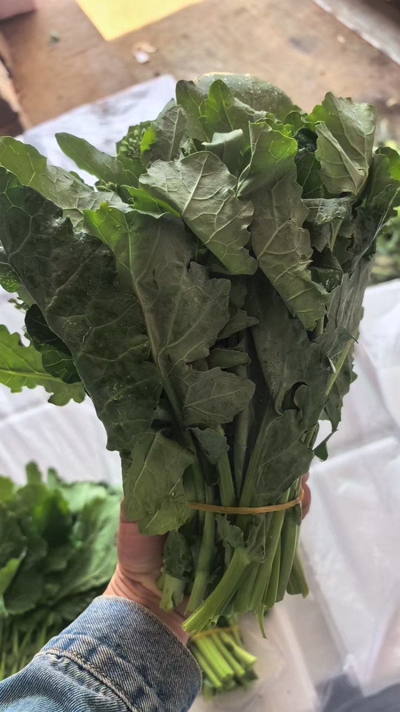 板蓝根青菜，产地直发，大量有货，欢迎各位老板咨询采购