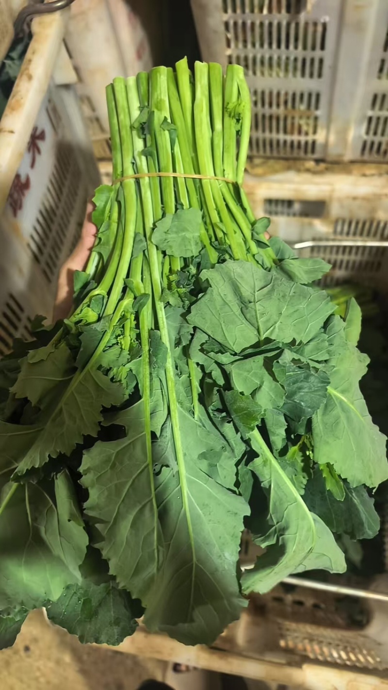 板蓝根青菜，产地直发，大量有货，欢迎各位老板咨询采购