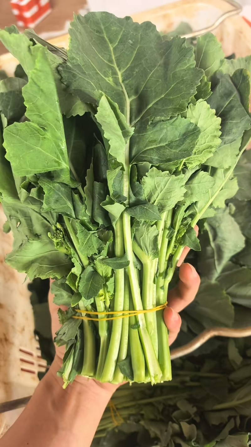 板蓝根青菜，产地直发，大量有货，欢迎各位老板咨询采购