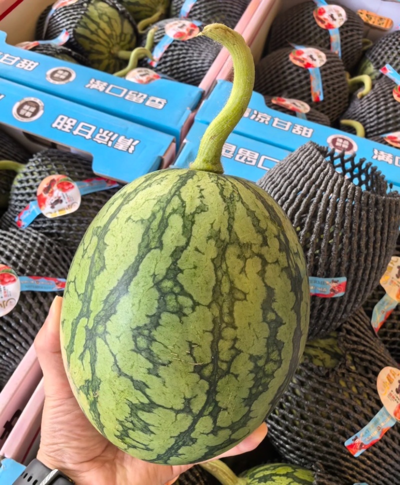 938吊兰西瓜陕西小吊瓜手剥西瓜基地直发供应市场商超