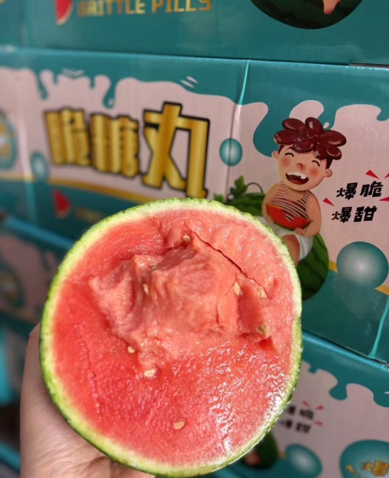 938吊兰西瓜陕西小吊瓜手剥西瓜基地直发供应市场商超