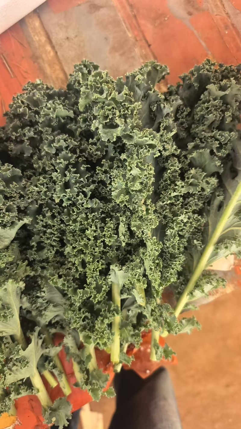 羽衣甘蓝，产地直发，量大从优，可视频看货