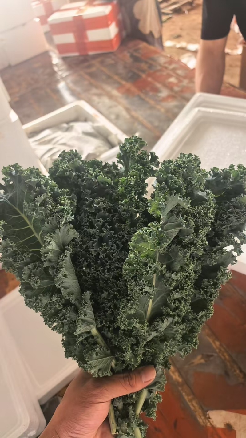 羽衣甘蓝，产地直发，量大从优，可视频看货