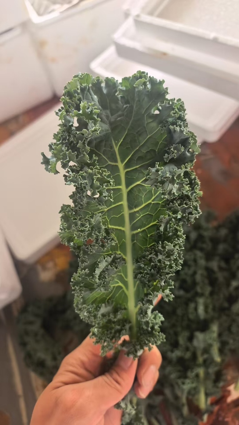 羽衣甘蓝，产地直发，量大从优，可视频看货