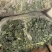 羽衣甘蓝，产地直发，量大从优，可视频看货