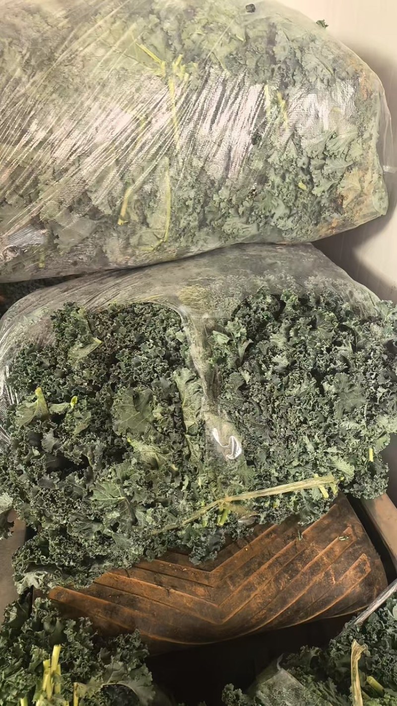 羽衣甘蓝，产地直发，量大从优，可视频看货