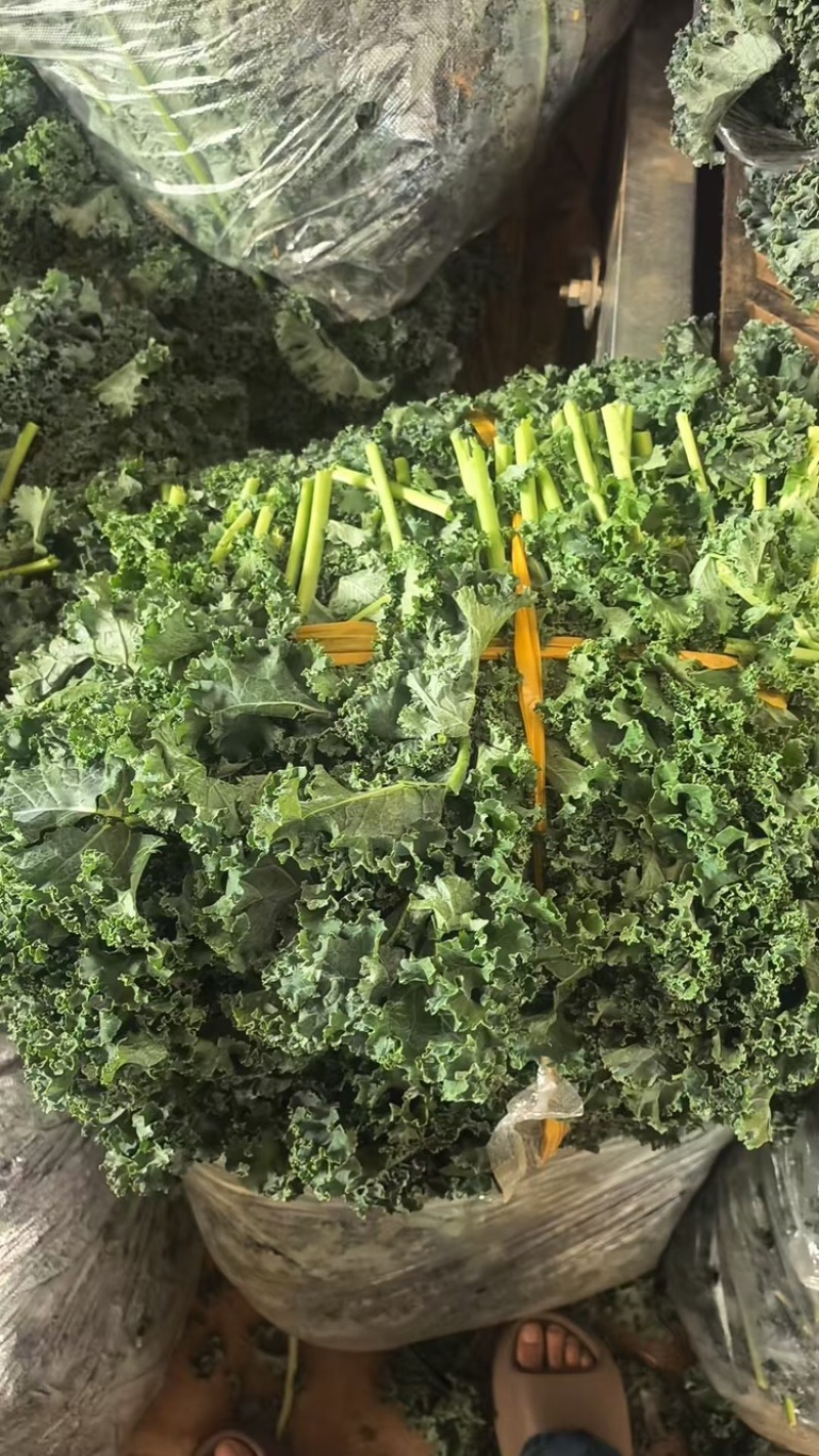 羽衣甘蓝，产地直发，量大从优，可视频看货