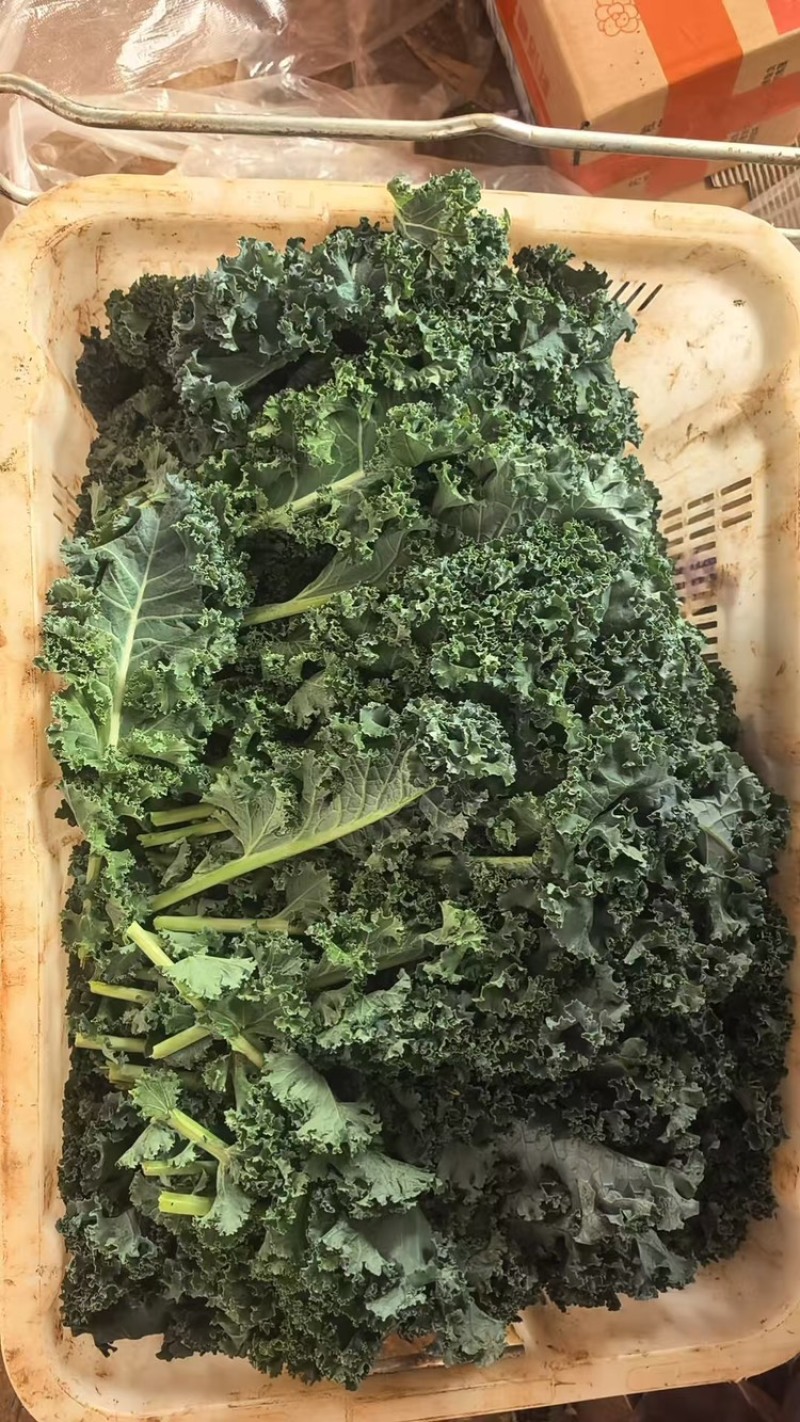 羽衣甘蓝，产地直发，量大从优，可视频看货