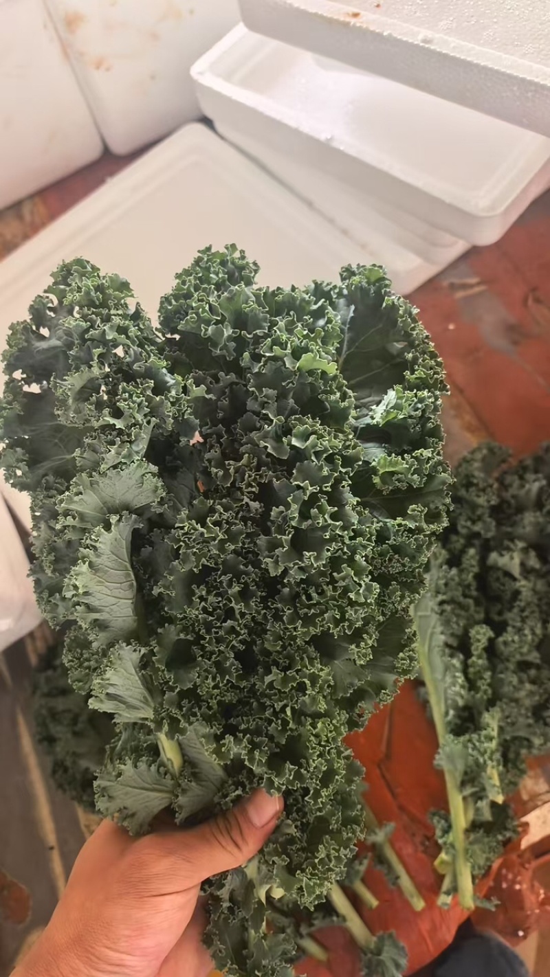 羽衣甘蓝，产地直发，量大从优，可视频看货