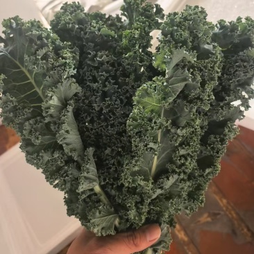 羽衣甘蓝，产地直发，量大从优，可视频看货