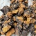 桦树茸桦褐孔菌中药材批发零售一手货源量大从优