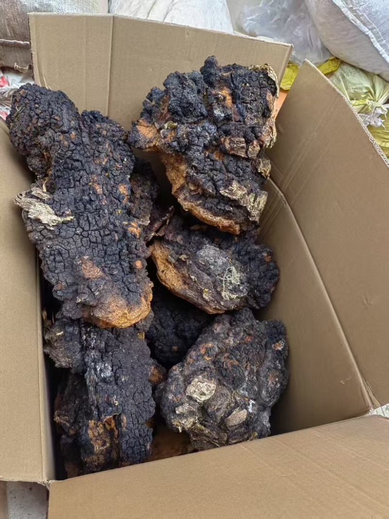 桦树茸桦褐孔菌中药材批发零售一手货源量大从优