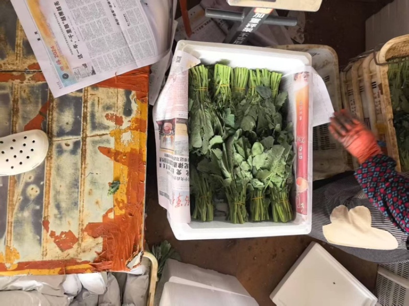 板蓝根青菜，大量供应有需要的老板联系，可视频看货