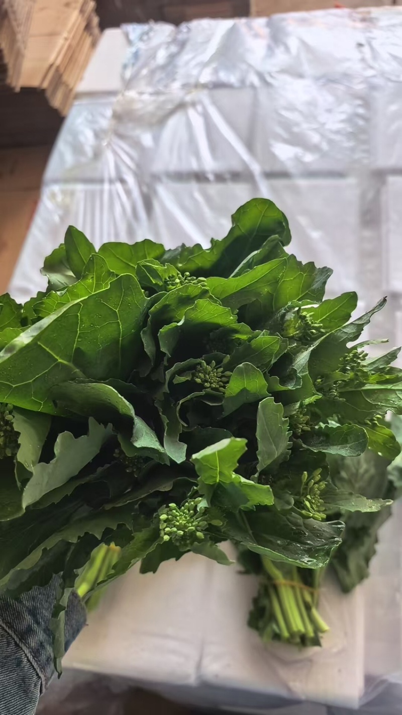 板蓝根青菜，大量供应有需要的老板联系，可视频看货