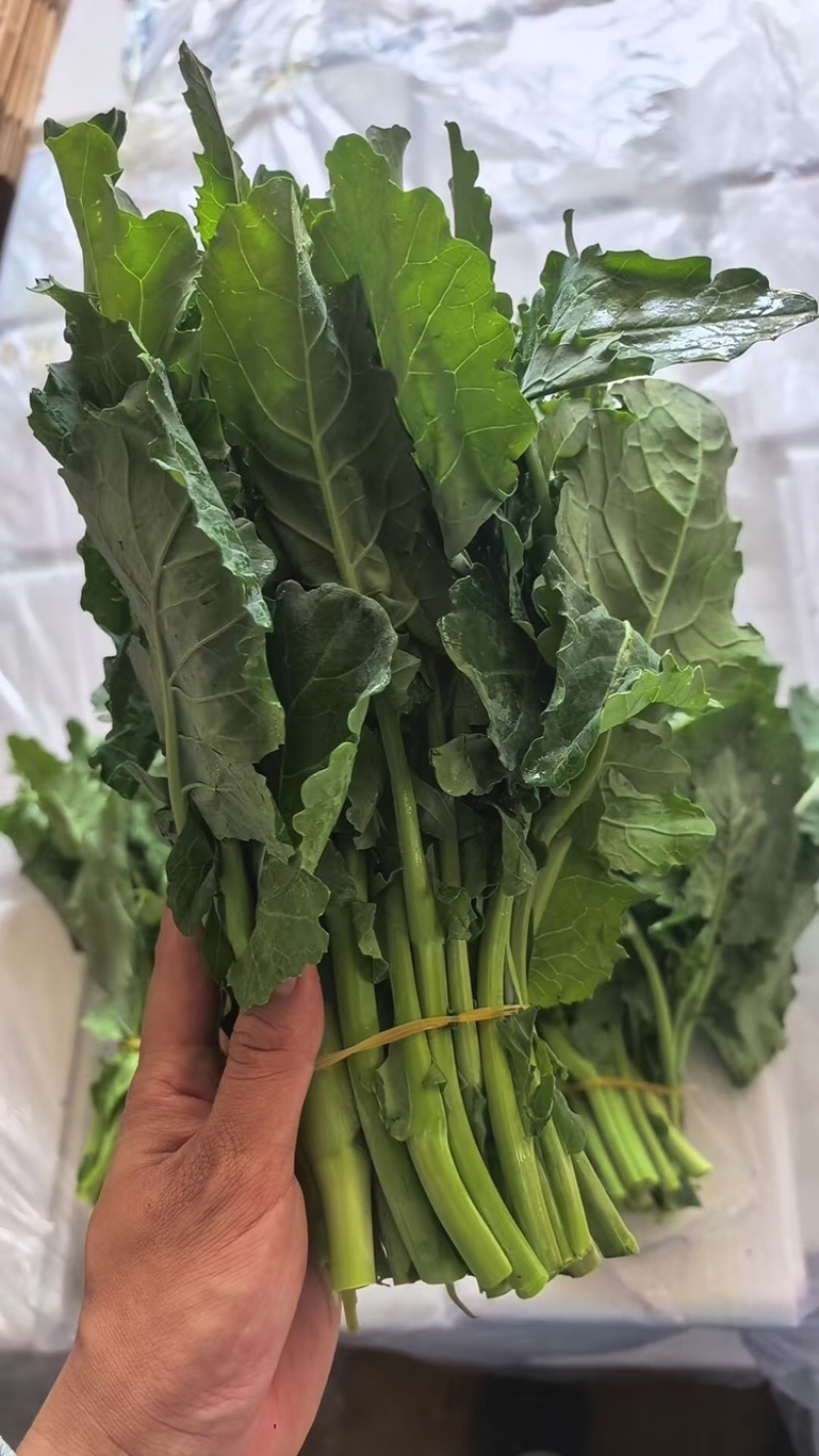 板蓝根青菜，大量供应有需要的老板联系，可视频看货