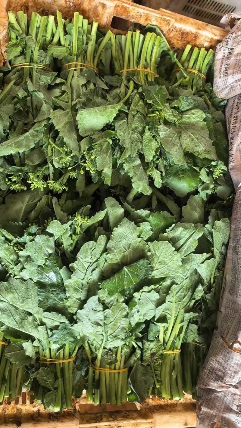 板蓝根青菜，大量供应有需要的老板联系，可视频看货