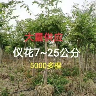 仪花7~25分大量供应中