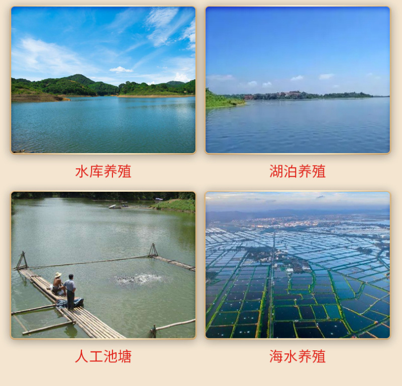 豫渔净水芽孢王水产养殖枯草芽孢杆菌鱼塘调水净水平衡藻相