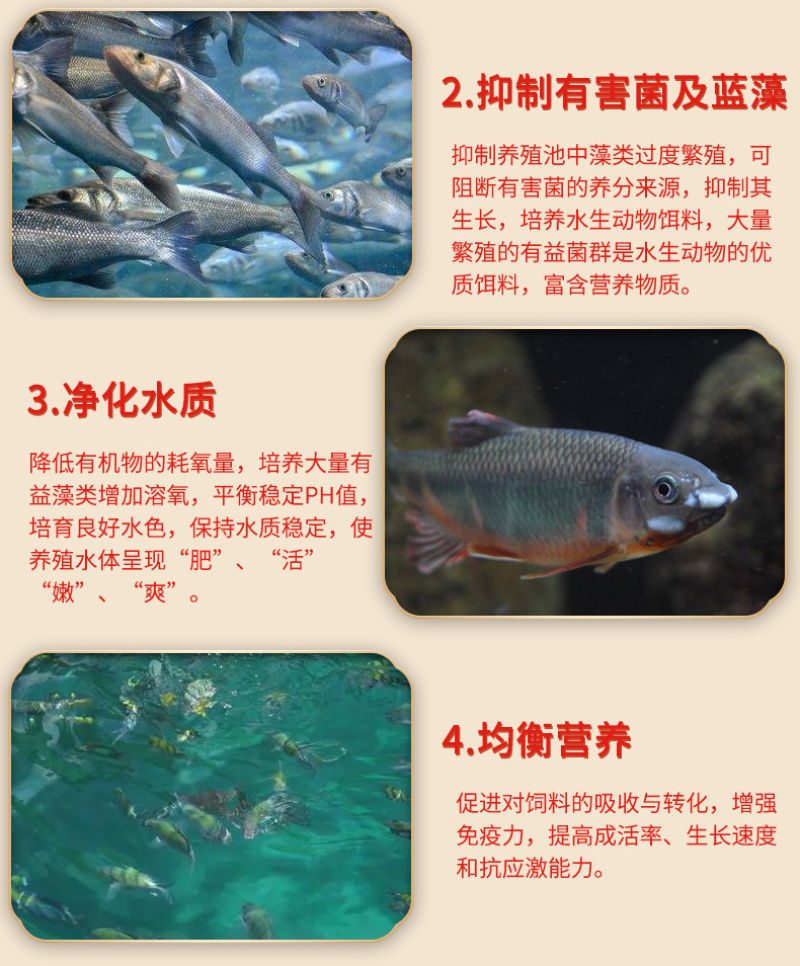 豫渔净水芽孢王水产养殖枯草芽孢杆菌鱼塘调水净水平衡藻相