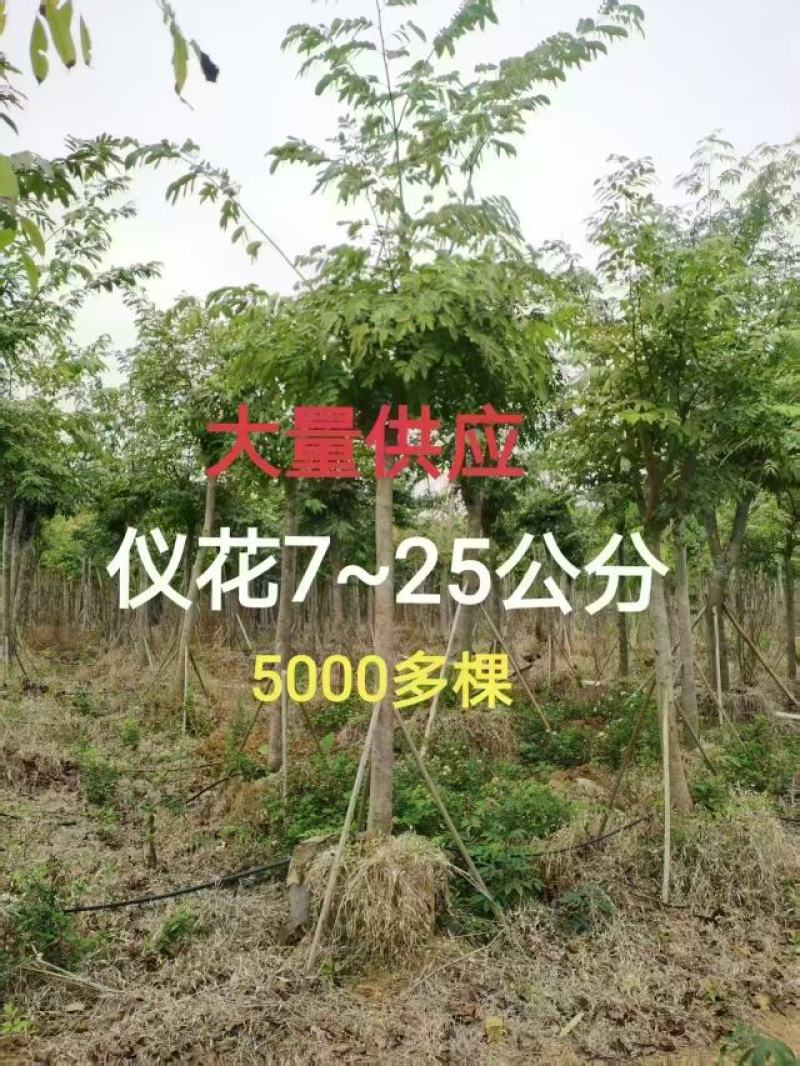 仪花7~25分大量供应中