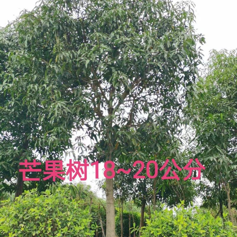 芒果5～50分大量供应中