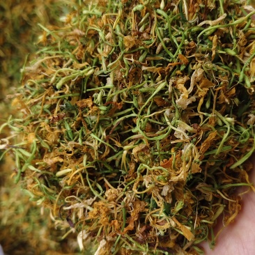 广西金银花五彩花产地直发品质保障量大优惠
