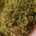 广西金银花五彩花产地直发品质保障量大优惠