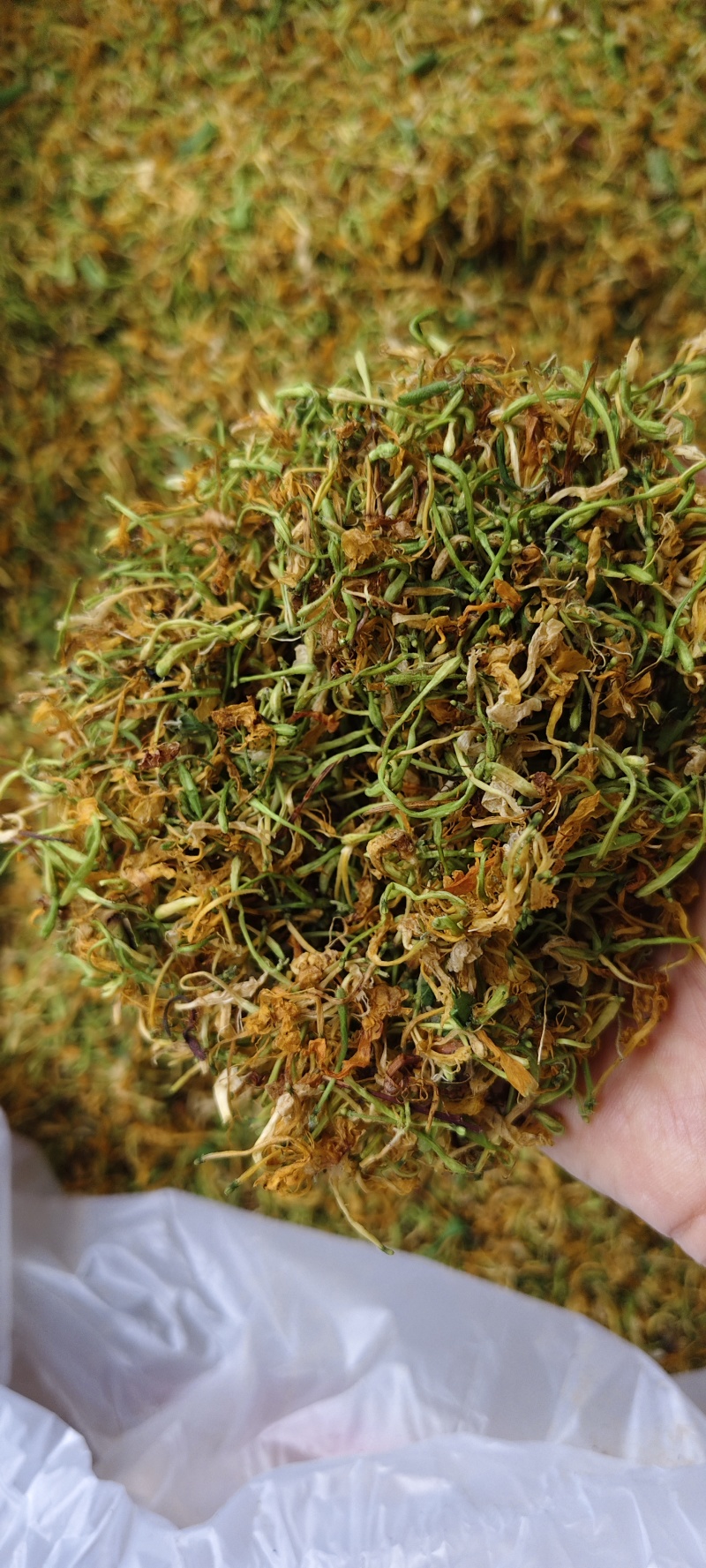 广西金银花五彩花产地直发品质保障量大优惠