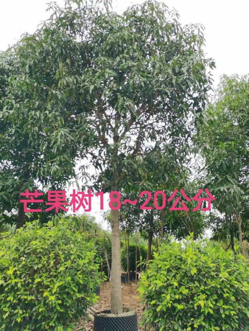 芒果5～50分大量供应中