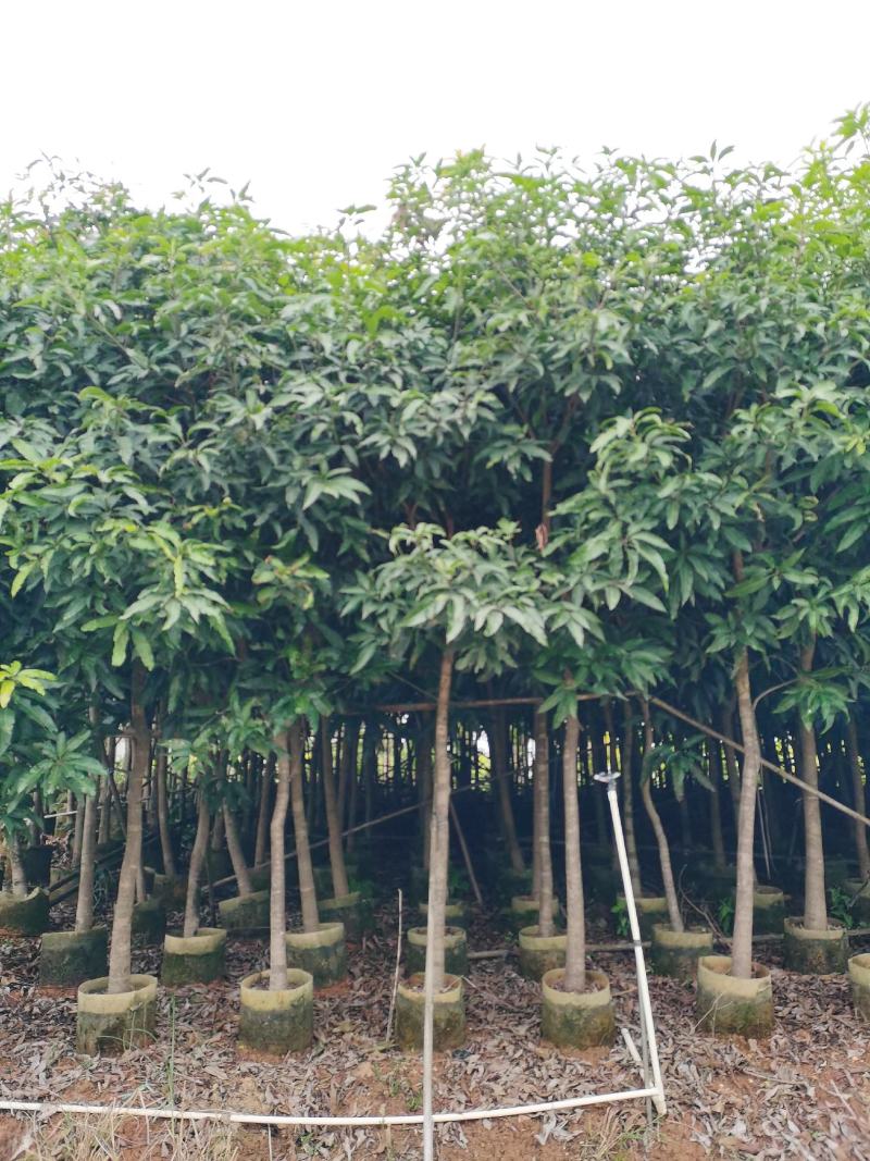 芒果5～50分大量供应中