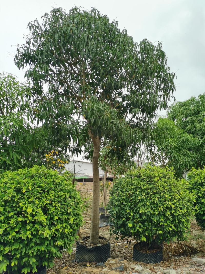 芒果5～50分大量供应中