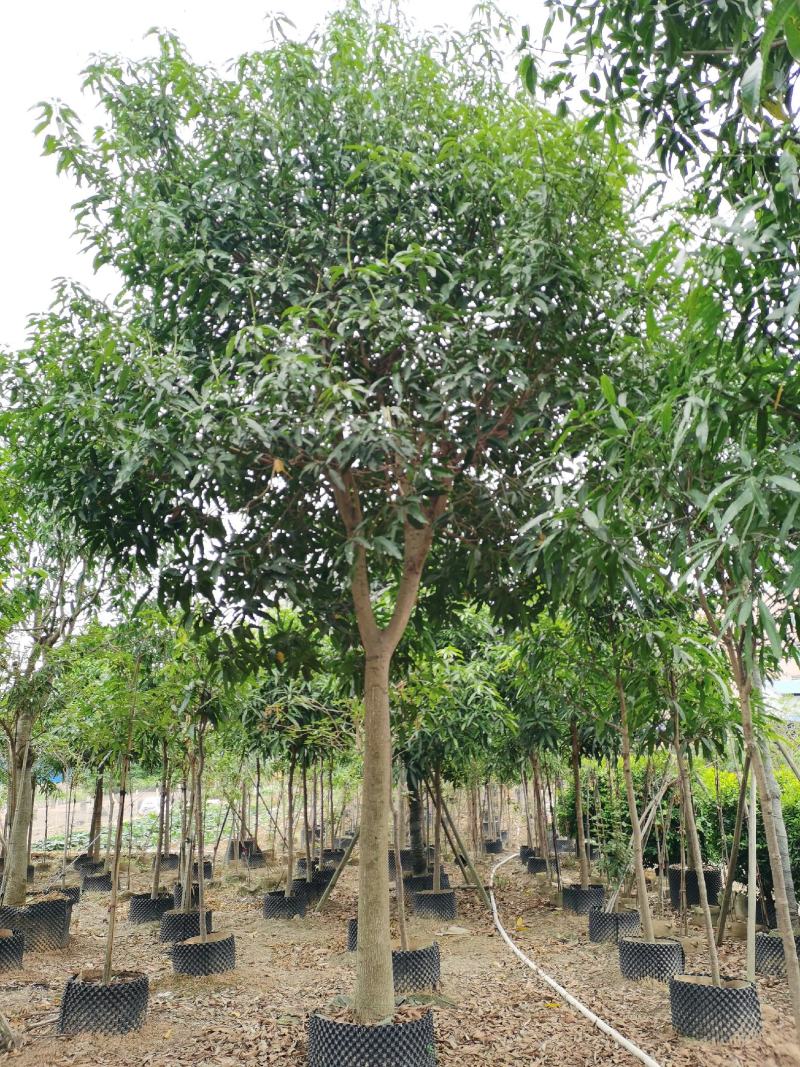 芒果5～50分大量供应中