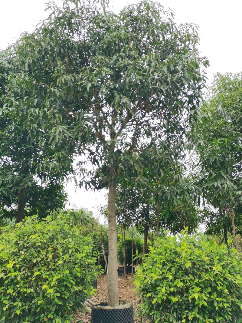 芒果5～50分大量供应中