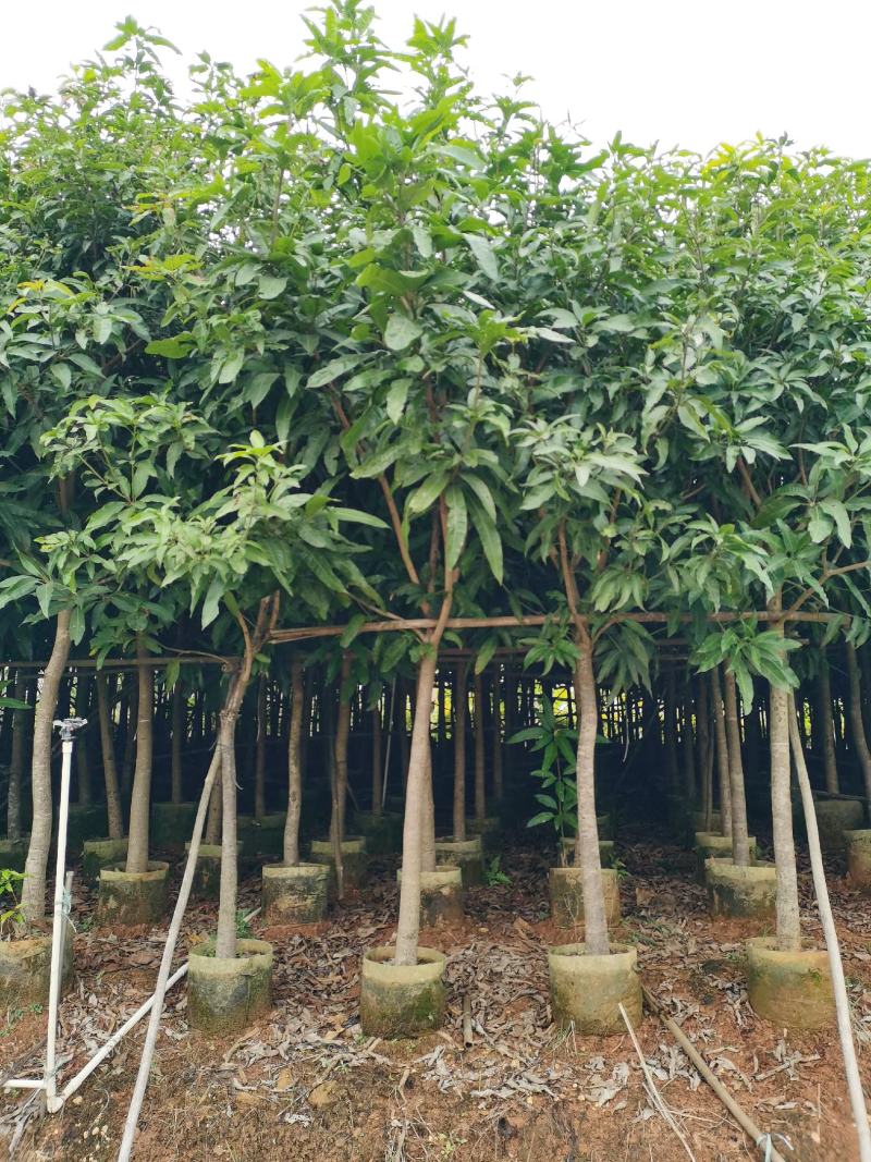 芒果5～50分大量供应中