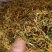 广西金银花五彩花产地直发品质保障量大优惠