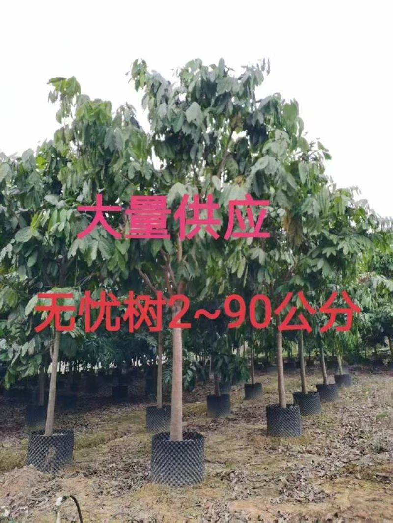 无忧树2~90公分大量供应中