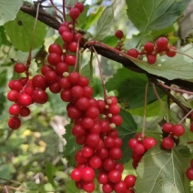 野生五味子籽粒饱满，无杂质自然晾晒，大量供货