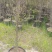 映山红吊钟花