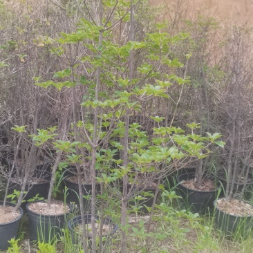 映山红吊钟花