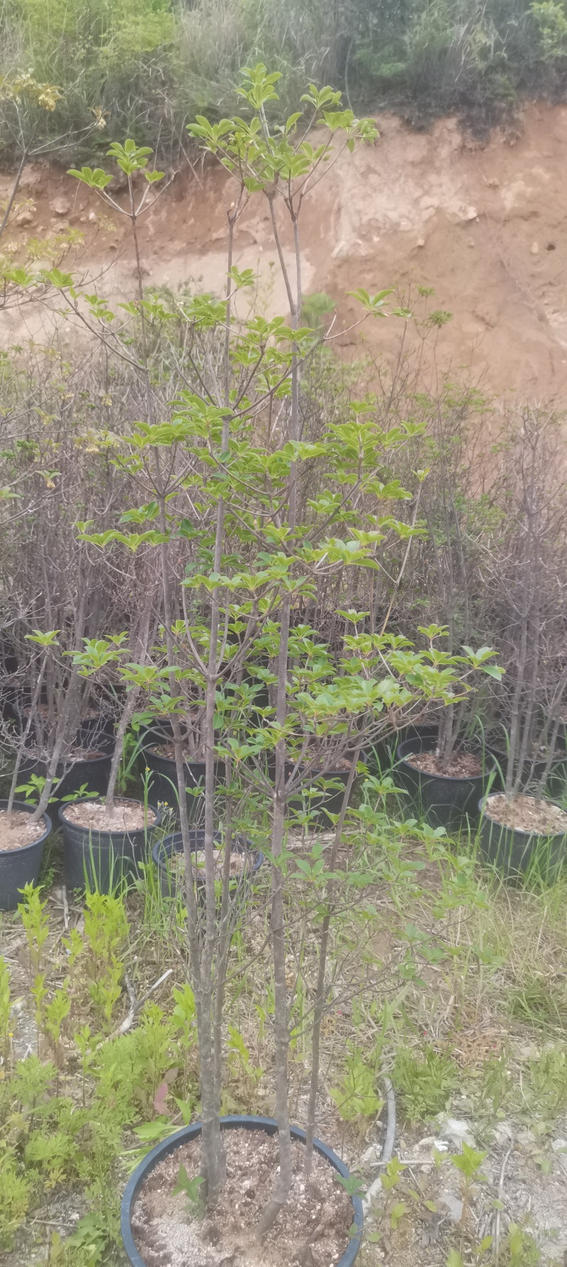 映山红吊钟花