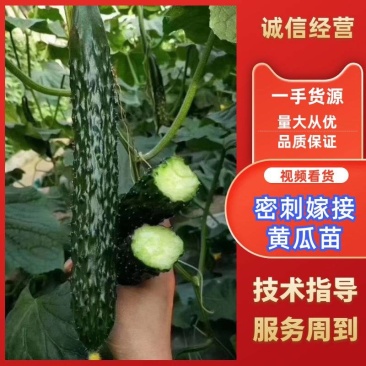 黄瓜苗强雌全雌油亮型绿瓤密刺短把抗病毒嫁接黄瓜苗