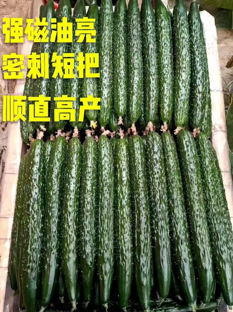 黄瓜苗强雌全雌油亮型绿瓤密刺短把抗病毒嫁接黄瓜苗