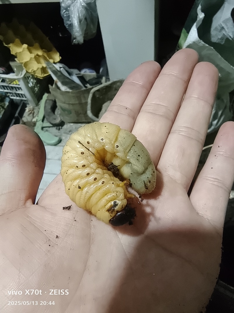 独角仙
